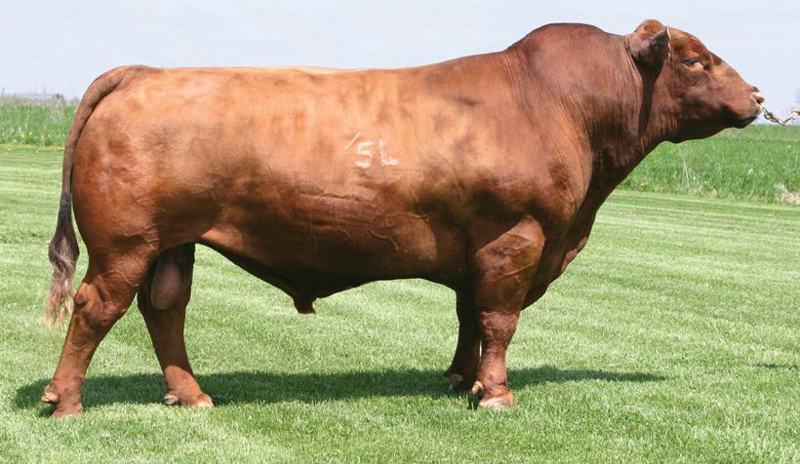 5L Norseman King 2291 — maternal great-great-grandsire