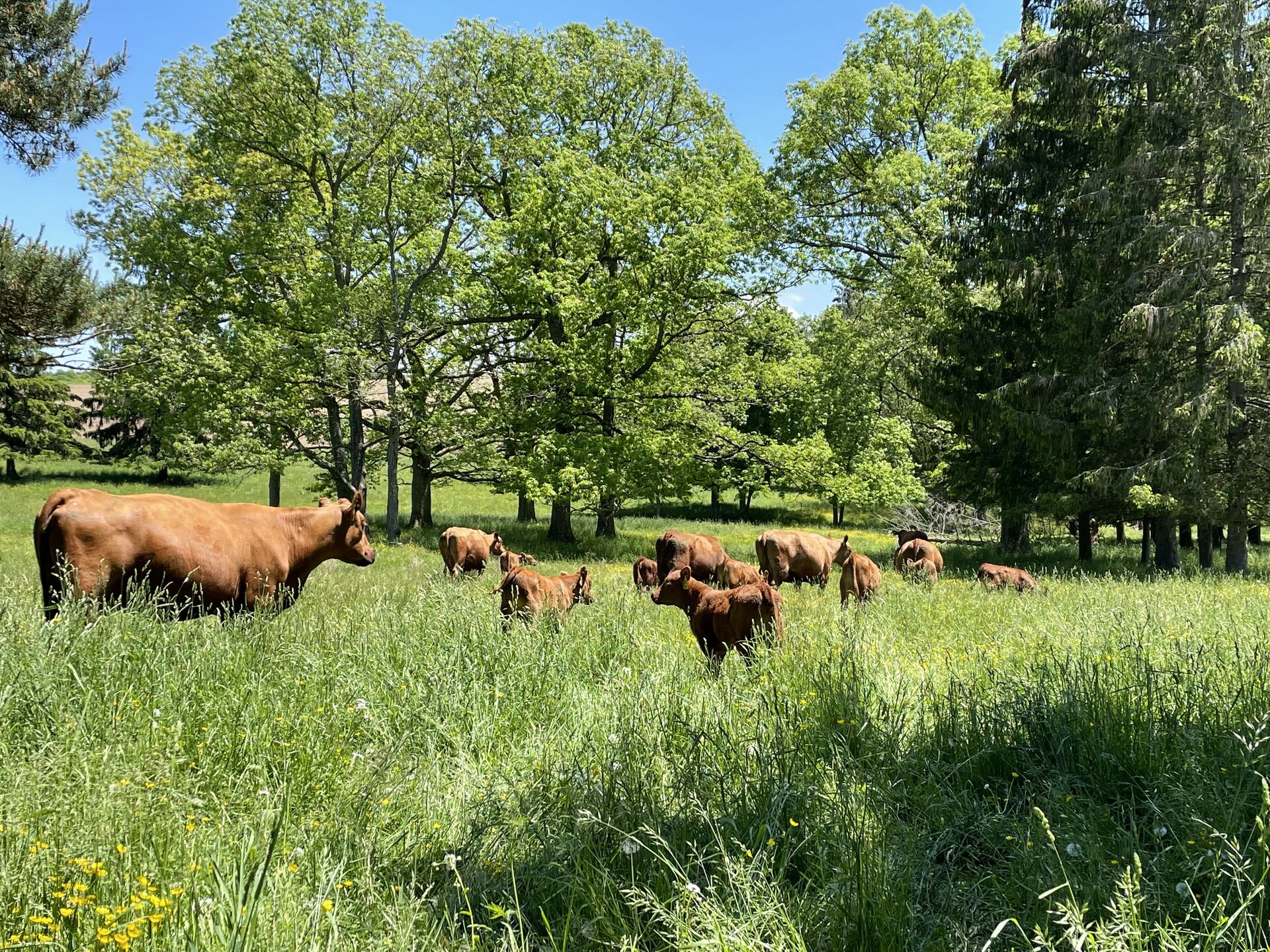 RVF Red Angus cows in a lush spring meadow