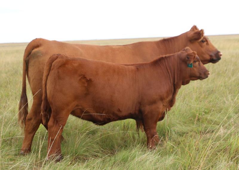 RREDS Primrose F835 — Blue Print's dam