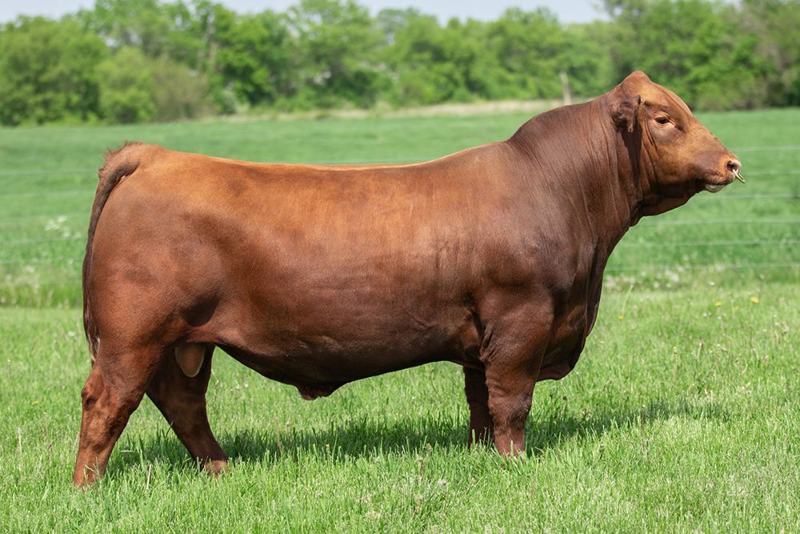 STRA Sargent 2019 — paternal brother to Admiral