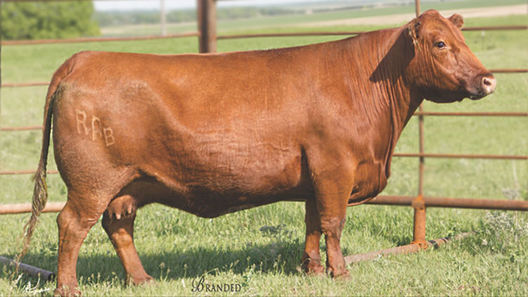 Bieber Primrose 107W — General's dam