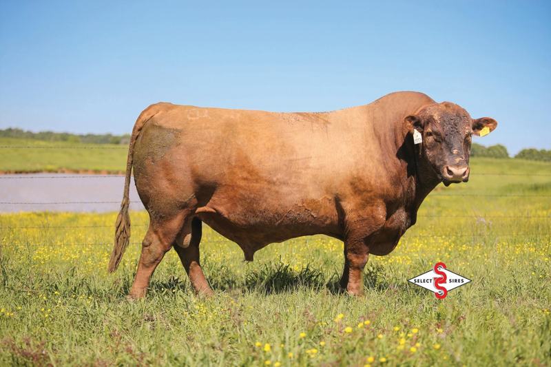 Brown Pacesetter Y7170 — Trendsetter's sire
