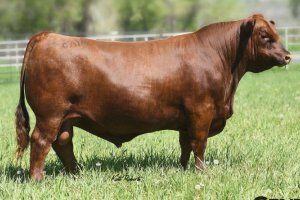 Red U2 Malbec 195D — Malbec's sire