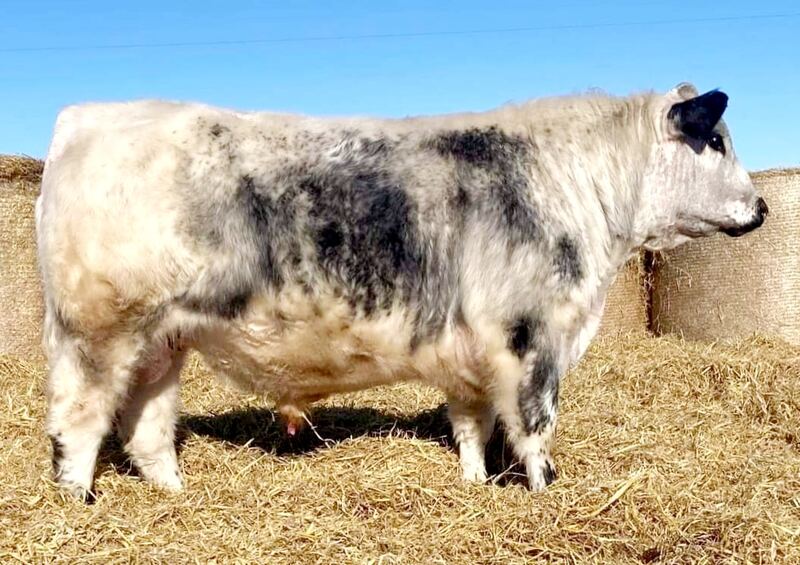 Lehr 14Y Longmire 8L