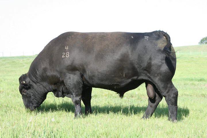 Reich 28B — Fuel's sire, grazing