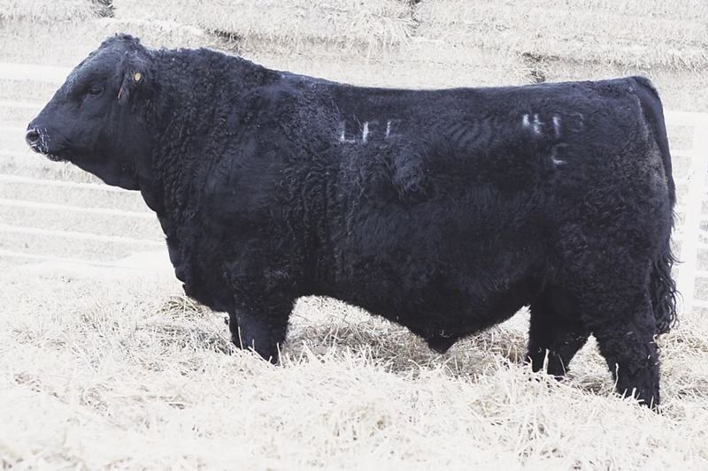 LFE McDavid 413C — Tesla's sire