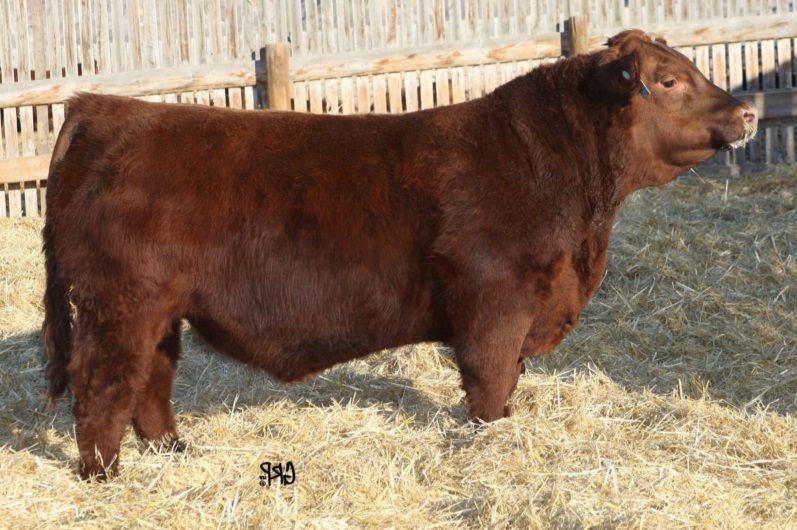 Red U-2 Reckoning 149A — paternal grandsire
