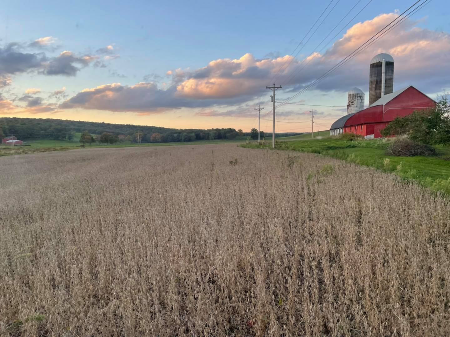 Soybeans ready for harvest beneath the barn and silos