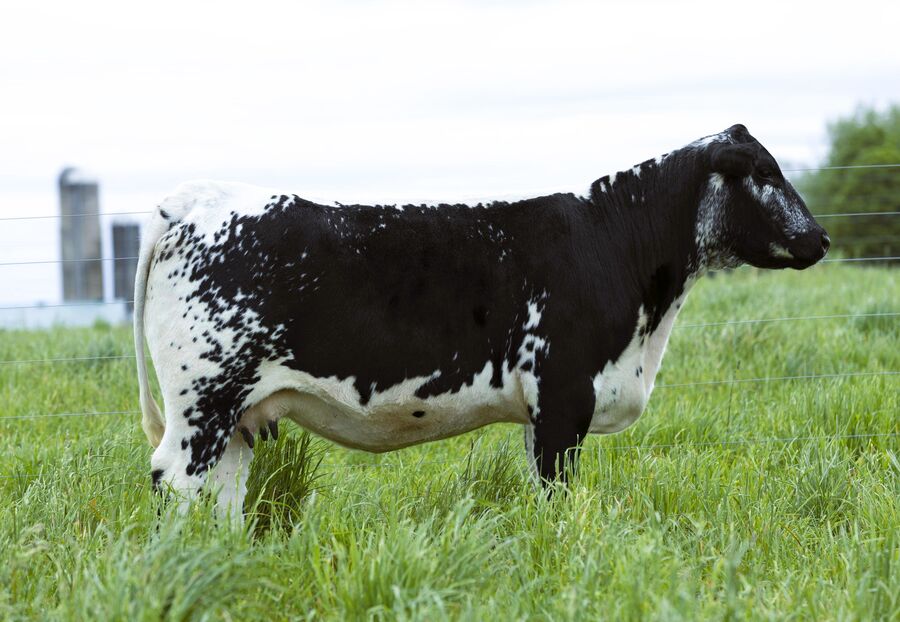 Spots 'N Sprouts Lee 11L