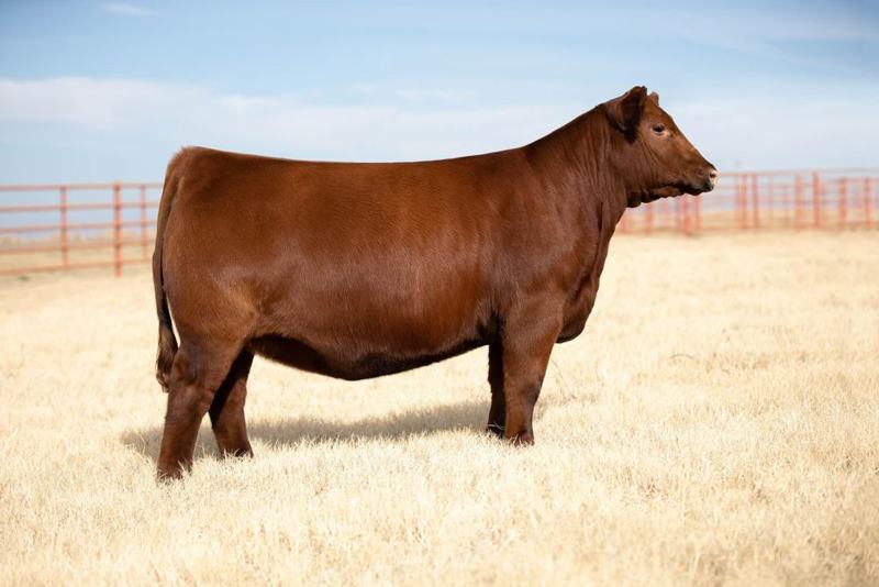 Duff Dixie Erica 20130 2335 — Malbec daughter