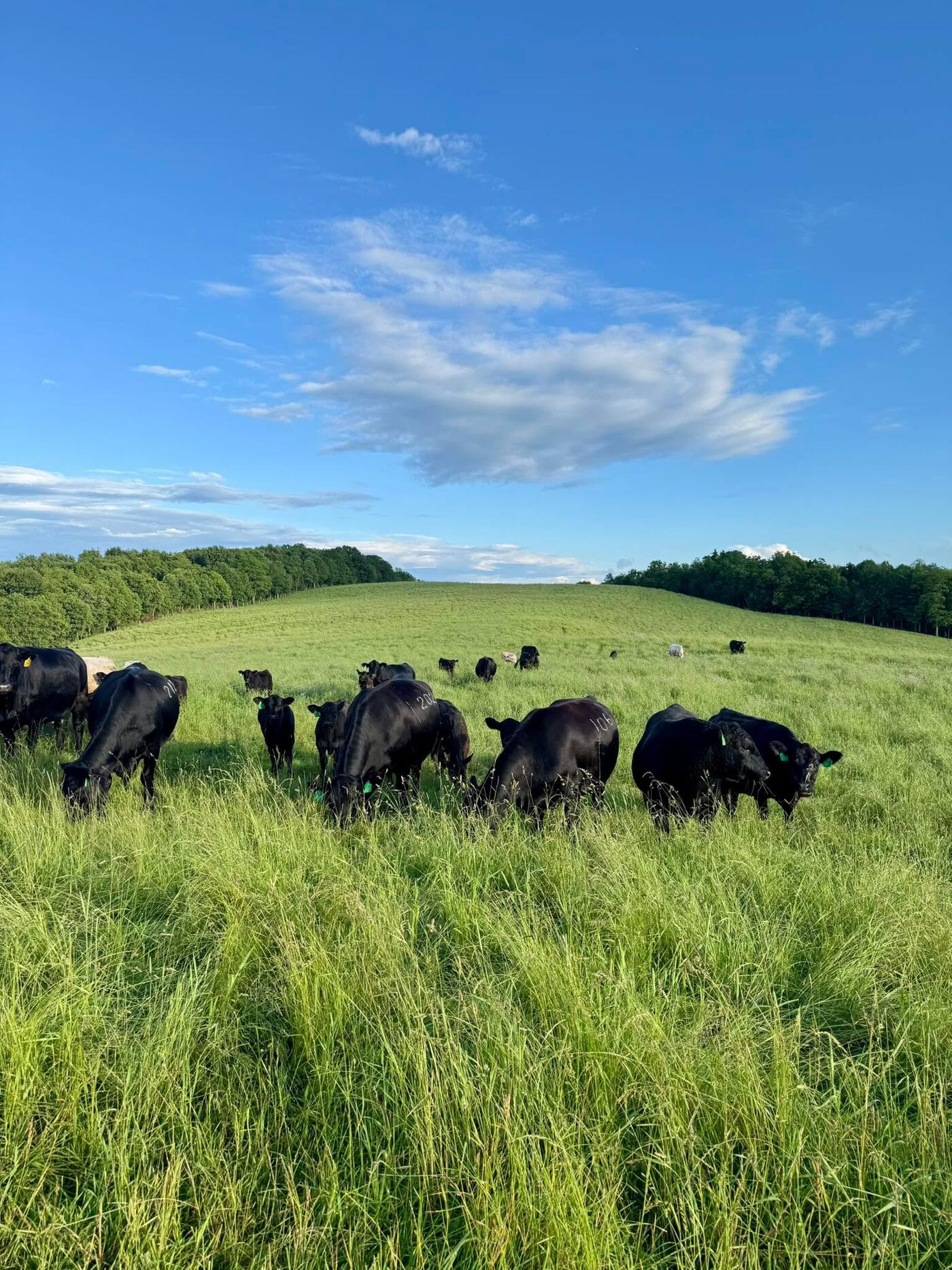 RVF herd on hillside pasture under big sky