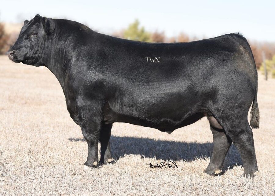 ZWT Summitt 6507