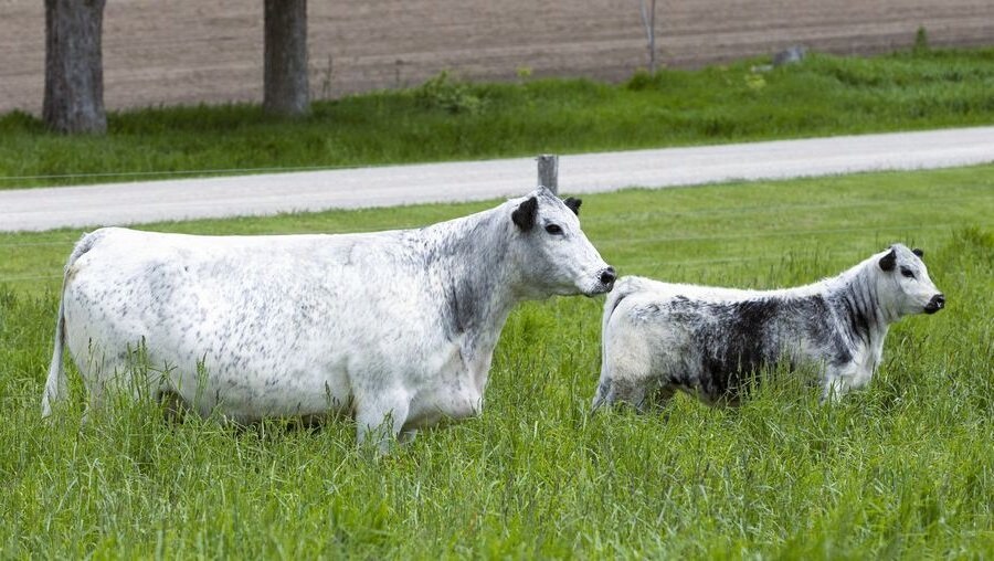 US Lookout 10N as a calf with her dam Calamasue 41D