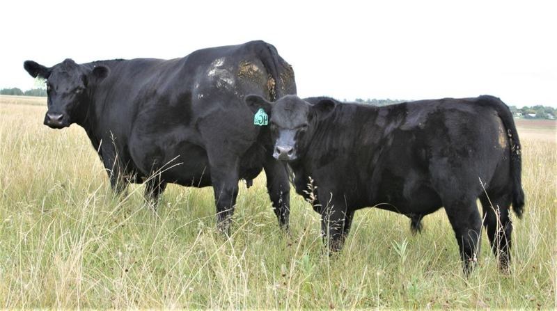 Carbon as a calf at his dam's side