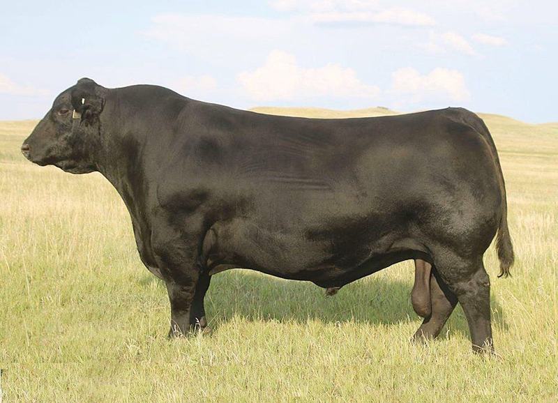 SAV Renown 3439 — Renovation's sire