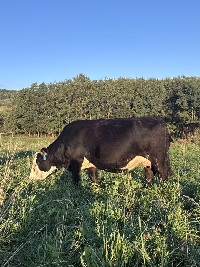 RVFI Mistress J112 — Capstone's dam