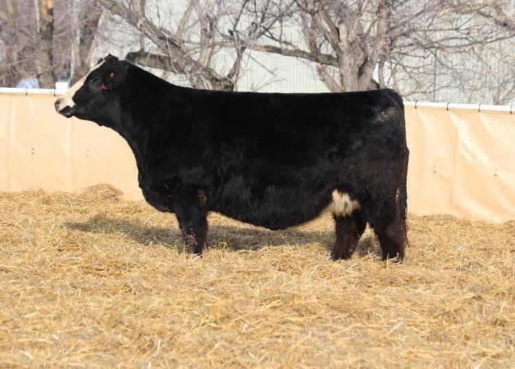 Wheatland Lady 519C — Man O' War's dam