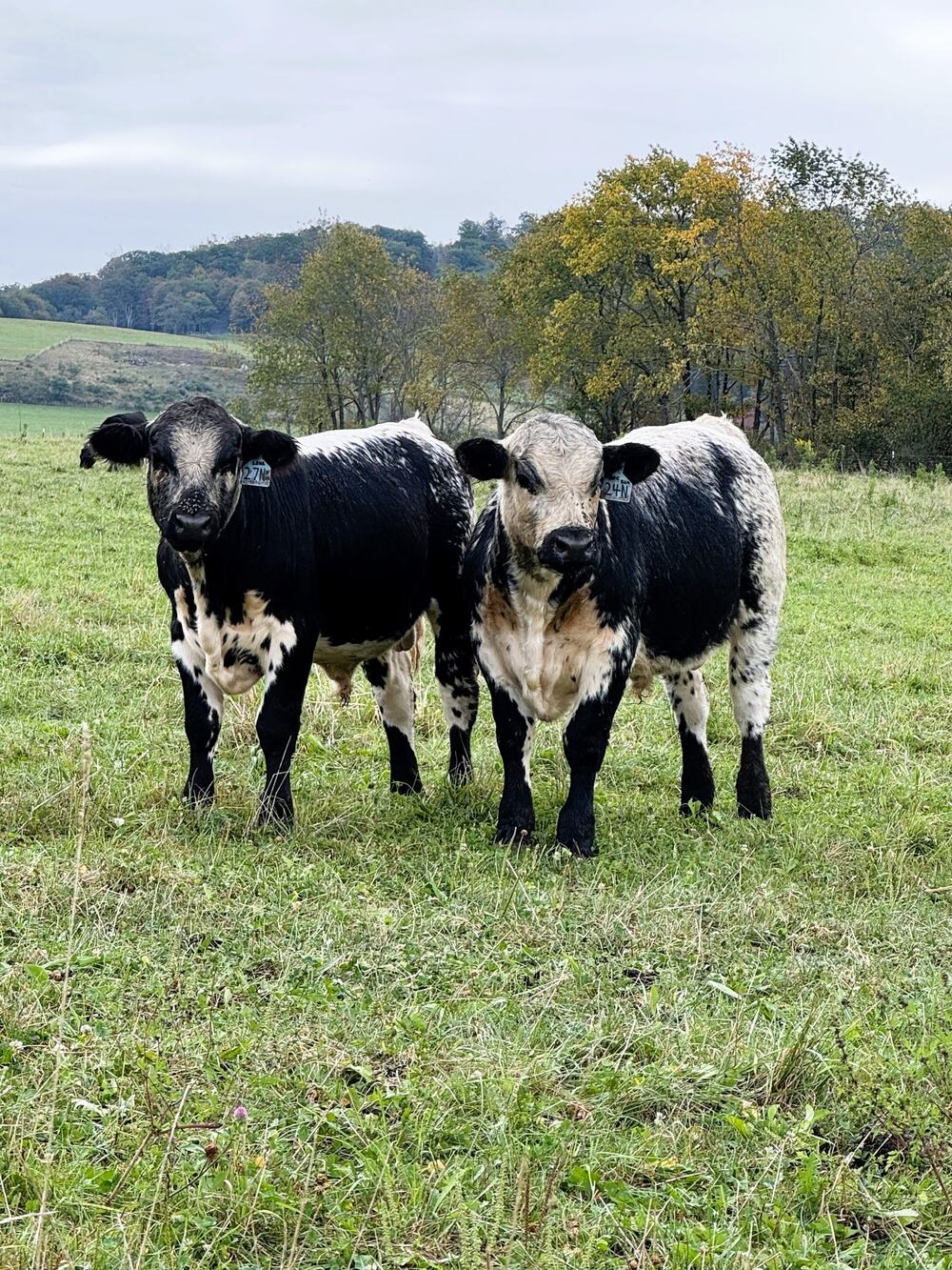 Speckle Park at Rolling Vale Farms