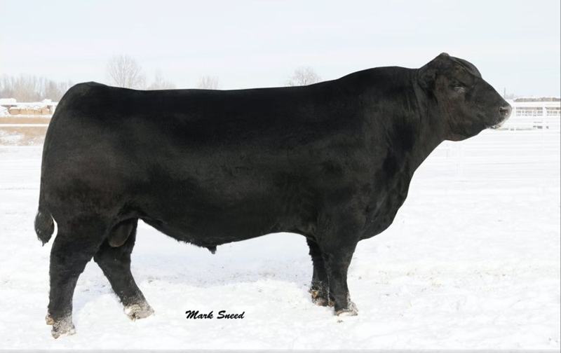 Sitz Upward 307R — in the maternal pedigree