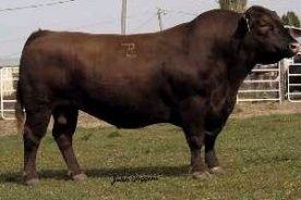 Glacier Chateau 744 — Blue Print's sire