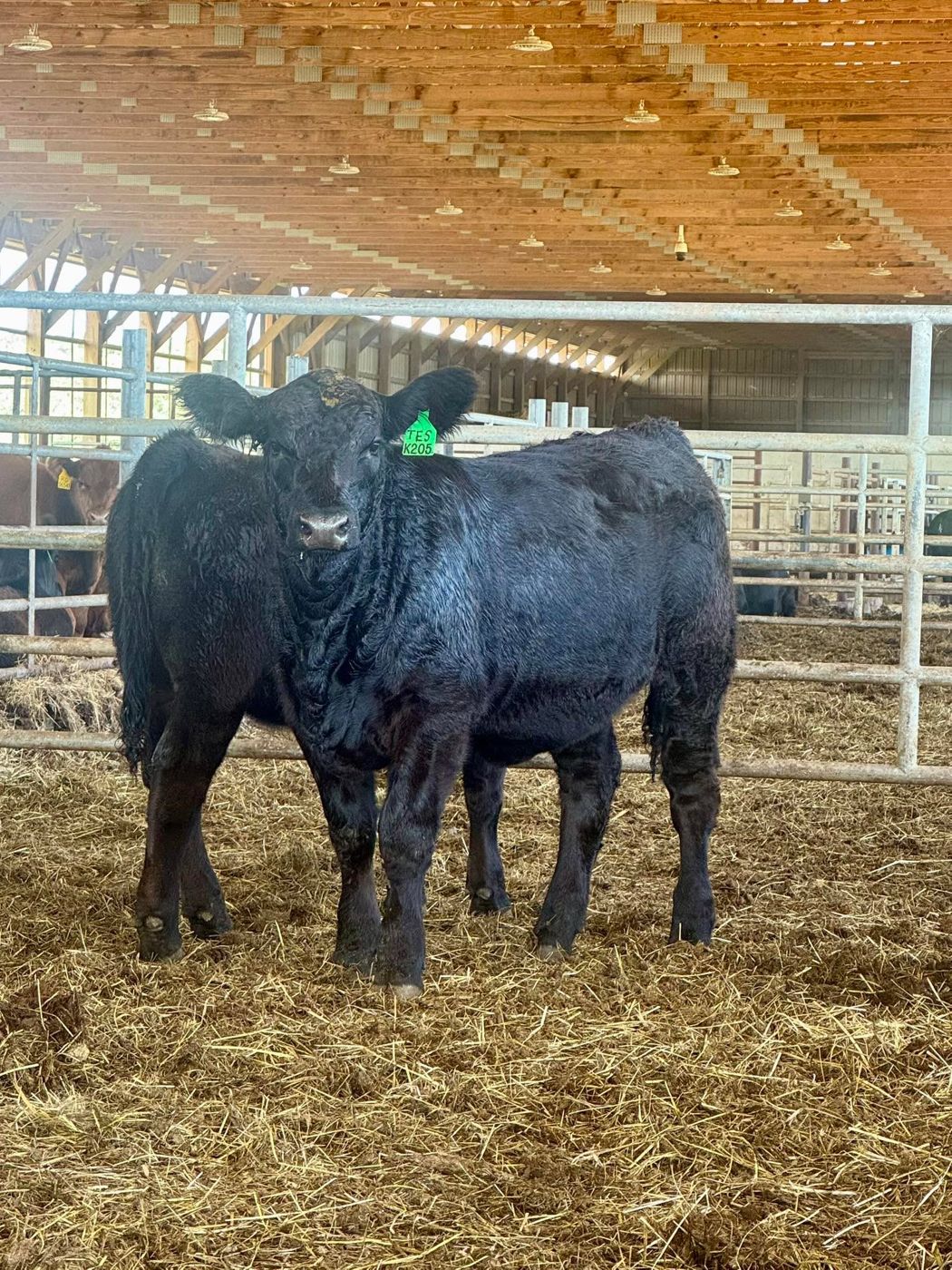 RVF replacement female in the barn