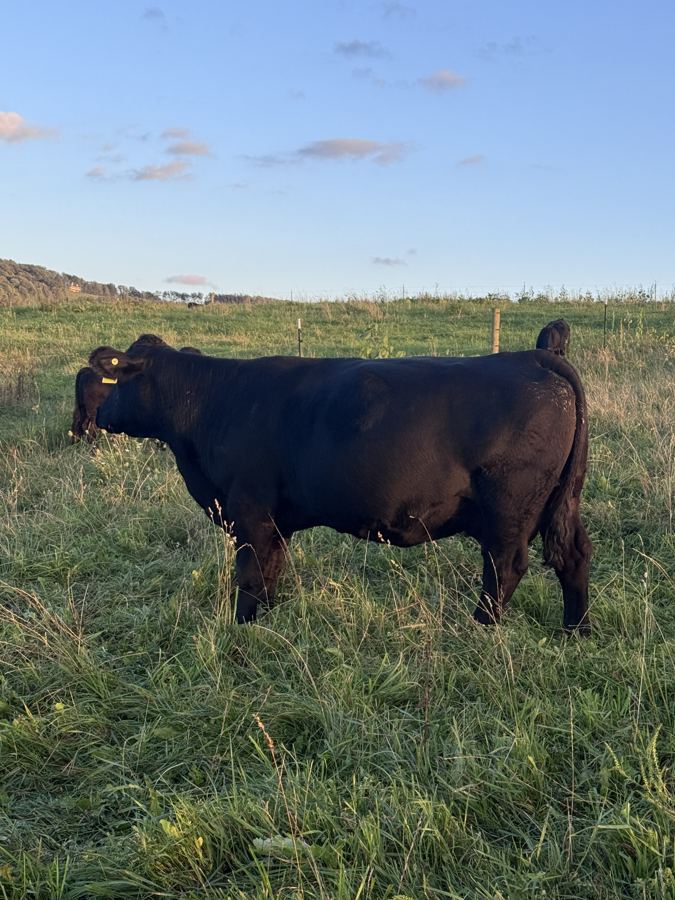 Teter G925 — Rascal's dam at 7 years old
