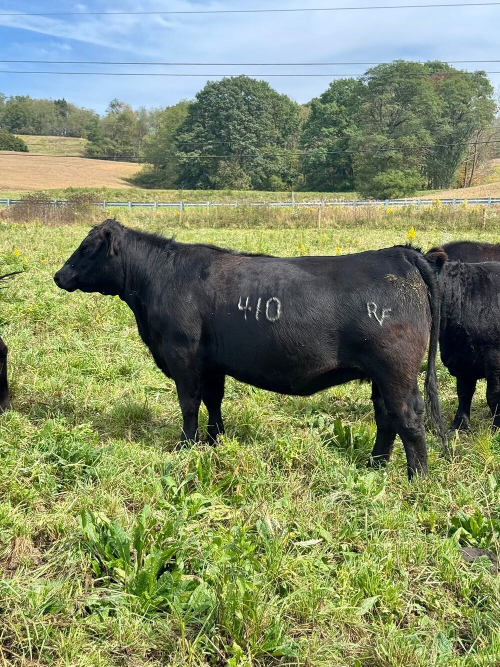 SimAngus on pasture at Rolling Vale Farms