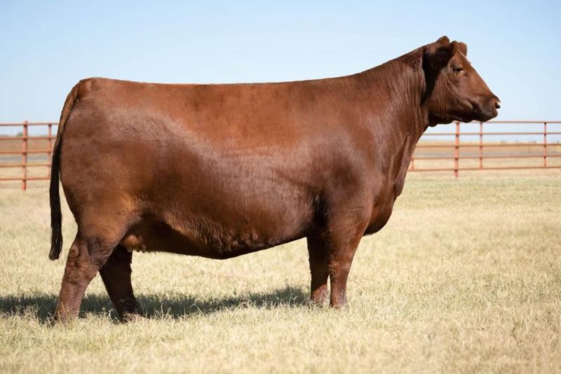 Red U2 Ms Divide 207F — Malbec's dam