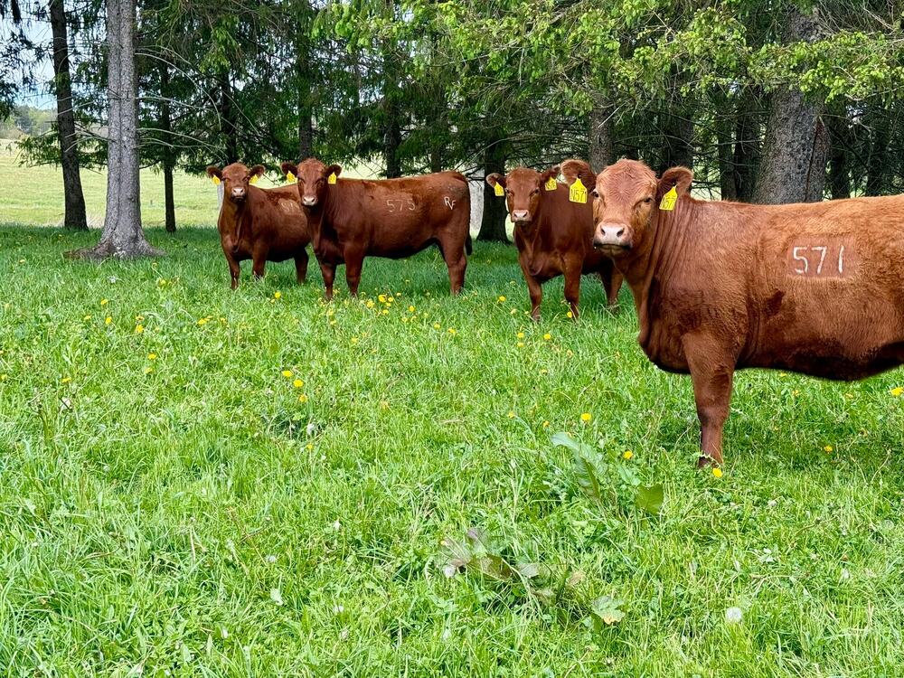 Red Angus at Rolling Vale Farms