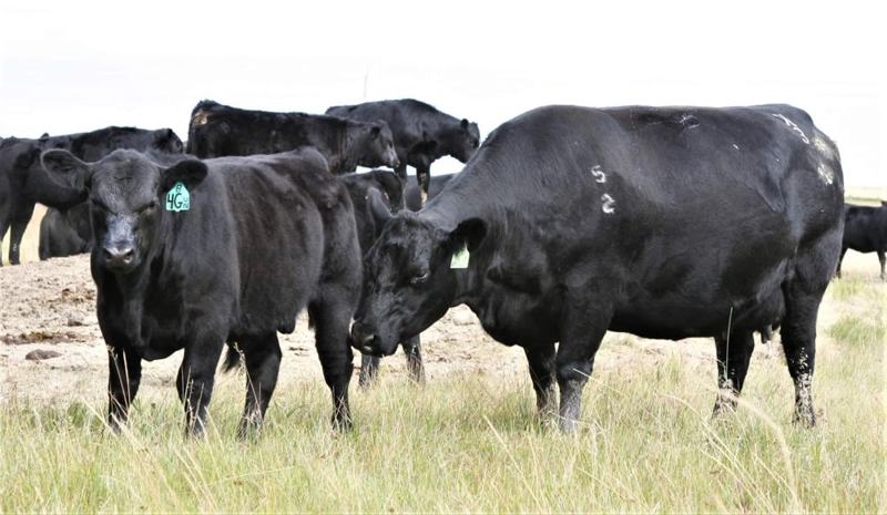 Carbon as a calf at his dam's side