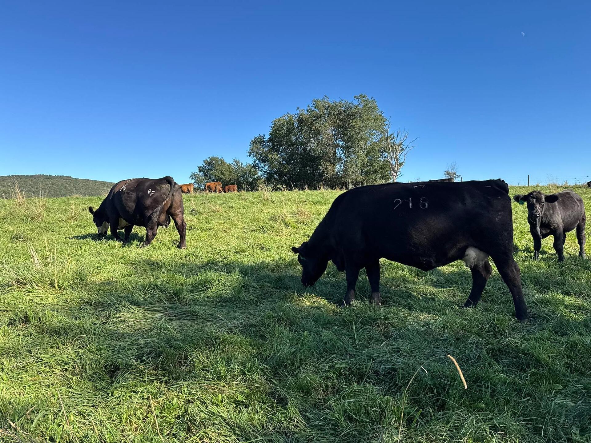 RVF SimAngus cows grazing under a deep blue sky