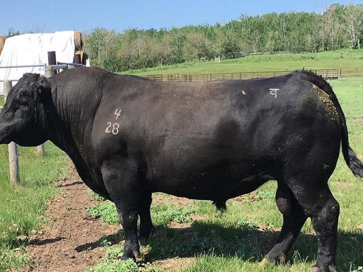 Reich 28B — Fuel's sire