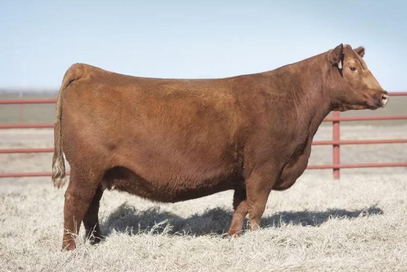 Red Stewart Lady 2X — paternal granddam