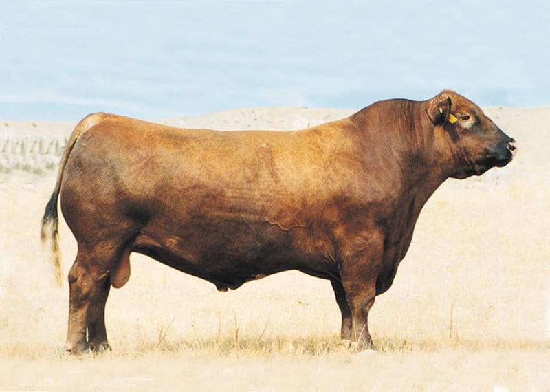 LMAN King Rob 8621 — Chateau's sire