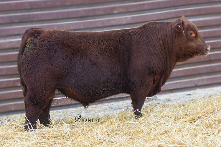 STRA General 882 — Admiral's sire