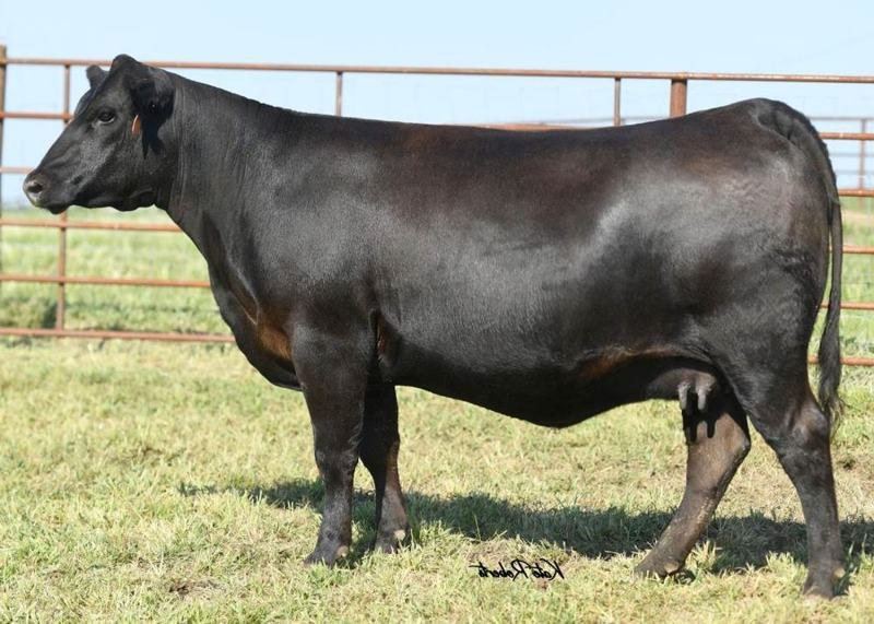 ZWT Lady Ida 0537 — Summitt daughter