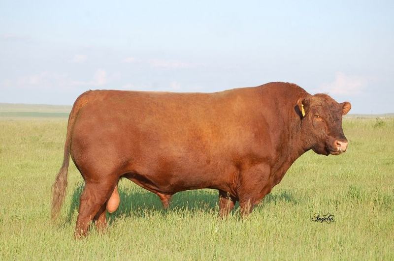 Red RMJ Redman 1T — maternal great-grandsire