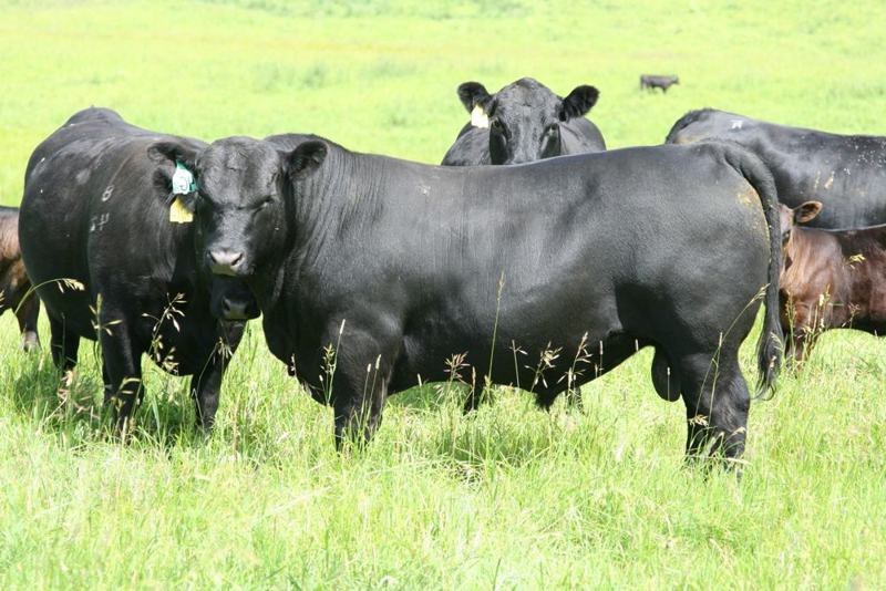 Carbon as a yearling